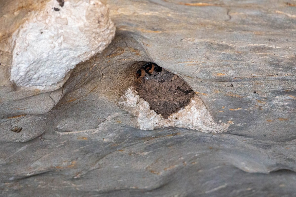 Cave Swallow - ML619509492
