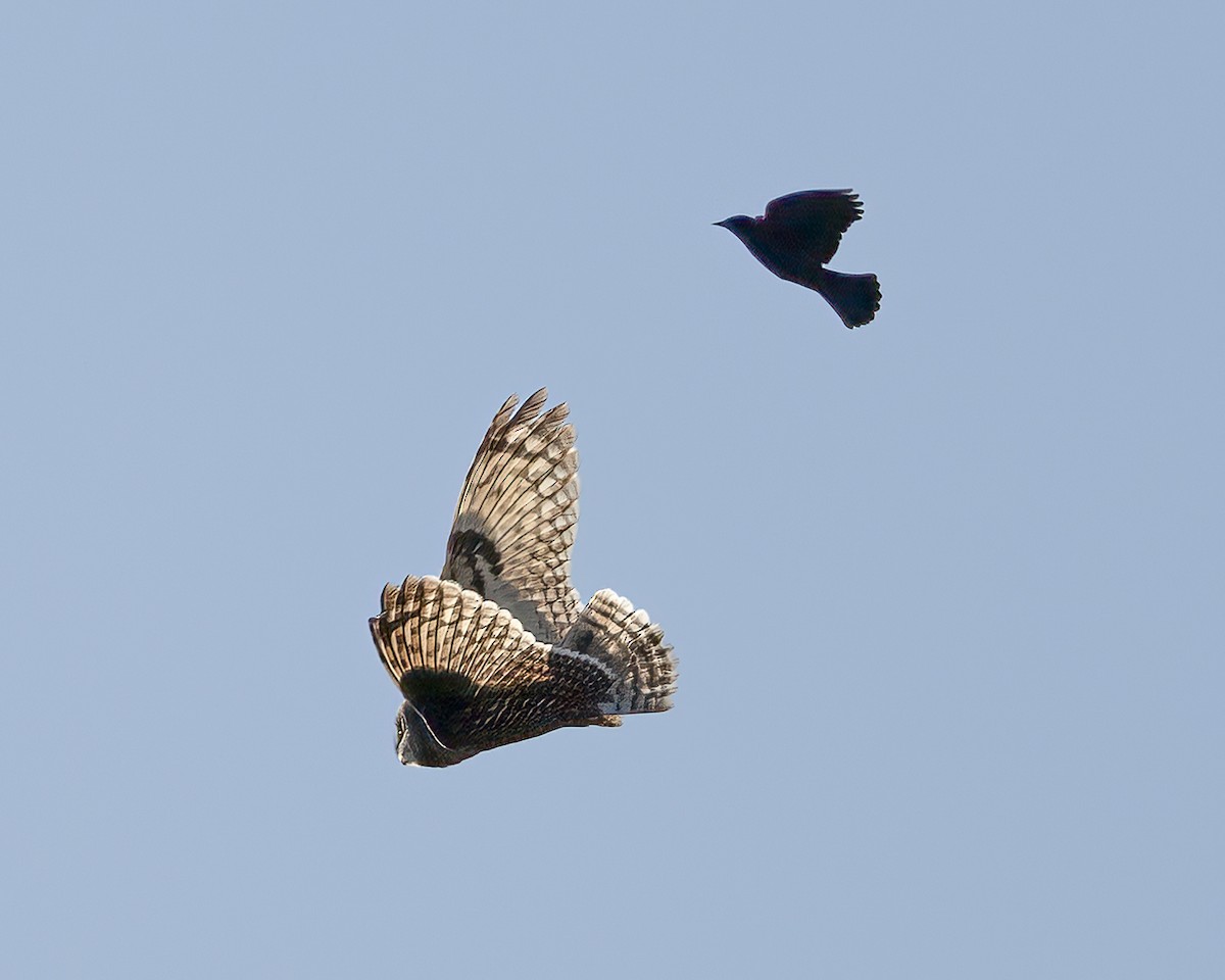 Short-eared Owl - Karen Maloy Brady