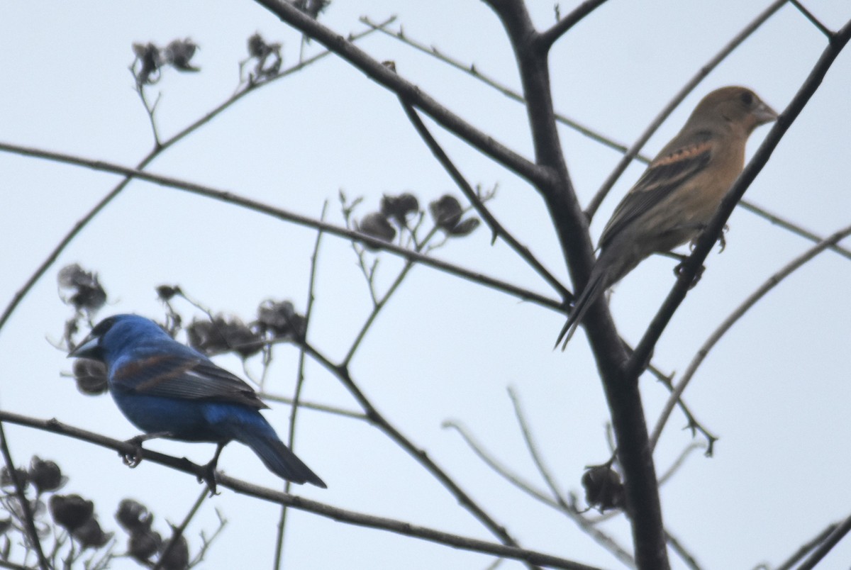 Blue Grosbeak - Rodolfo Dodero