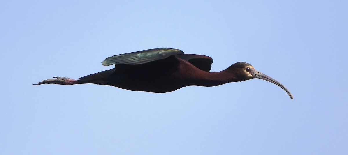 Glossy x White-faced Ibis (hybrid) - ML619509502