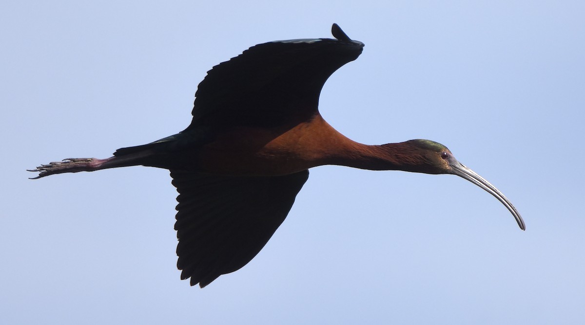 Glossy x White-faced Ibis (hybrid) - ML619509503