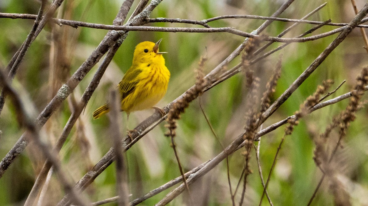 Yellow Warbler - Matt M.