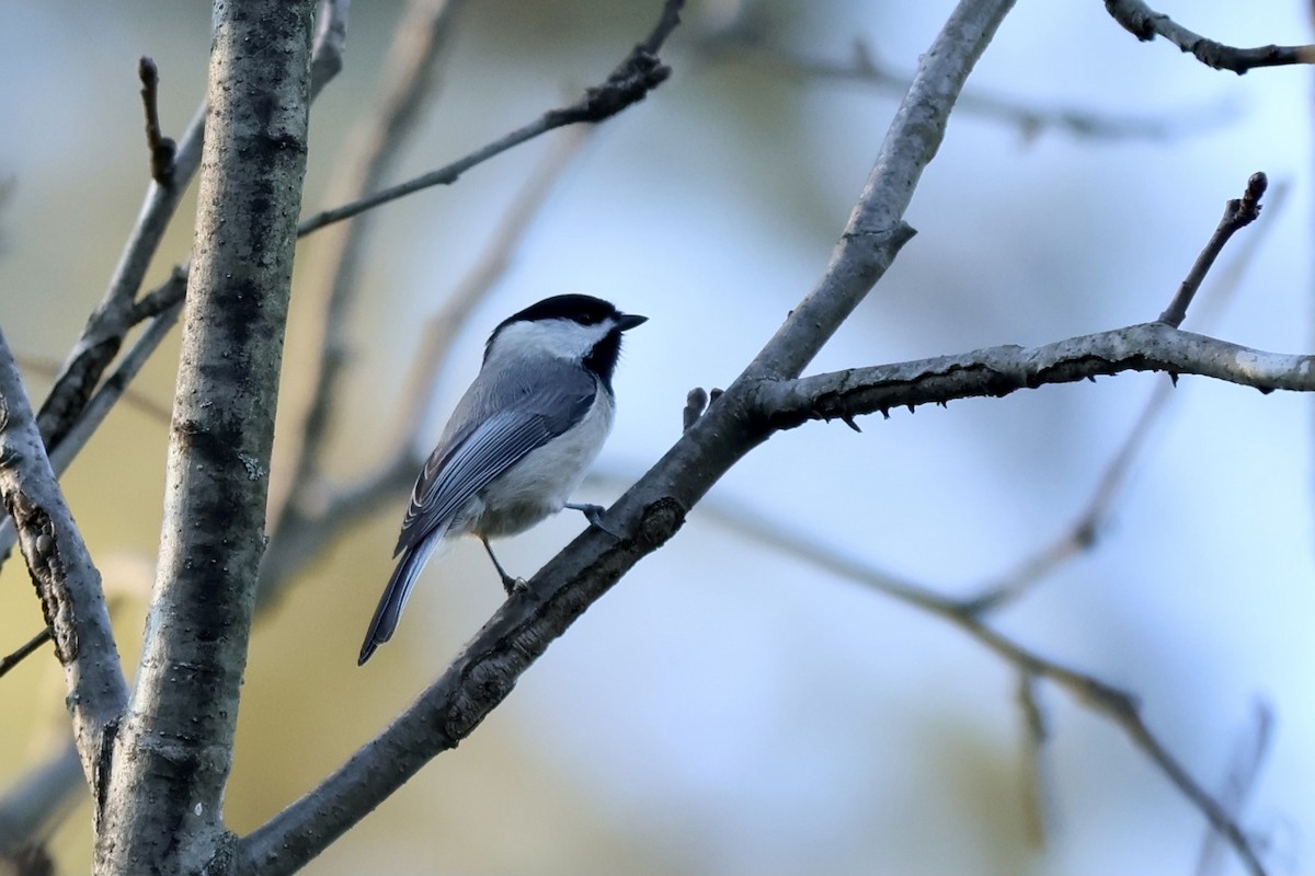 Carolina Chickadee - Peyton Stone