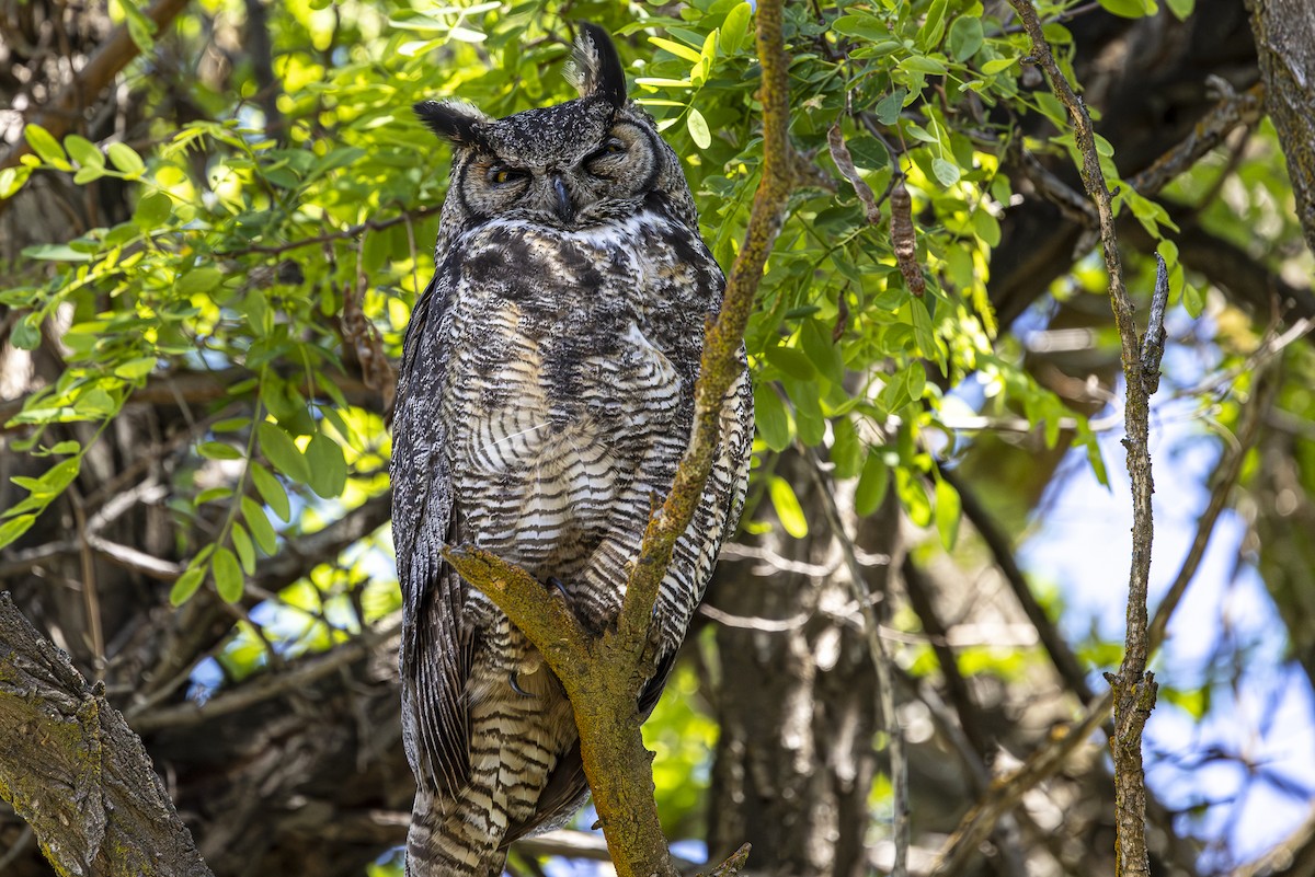 Great Horned Owl - Jef Blake