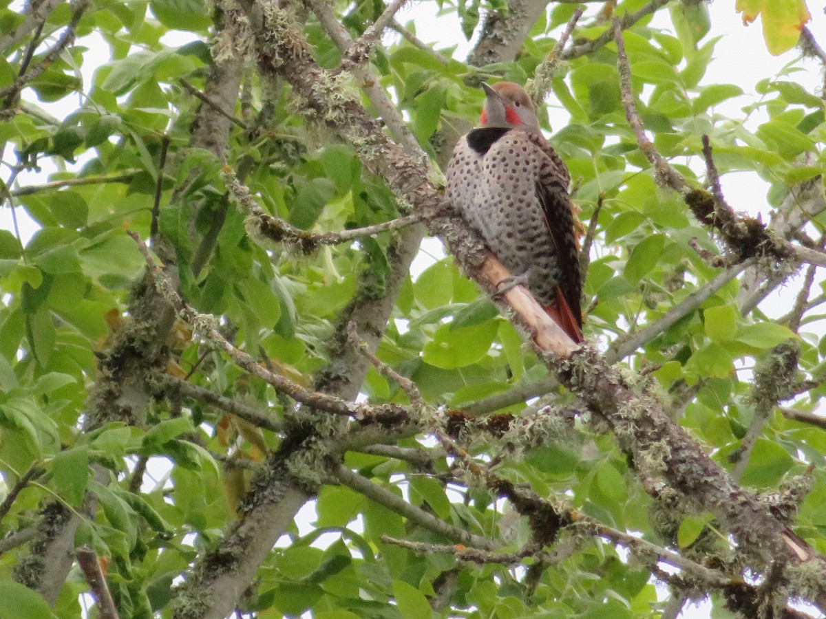 Northern Flicker (Red-shafted) - Jeremie Caldwell