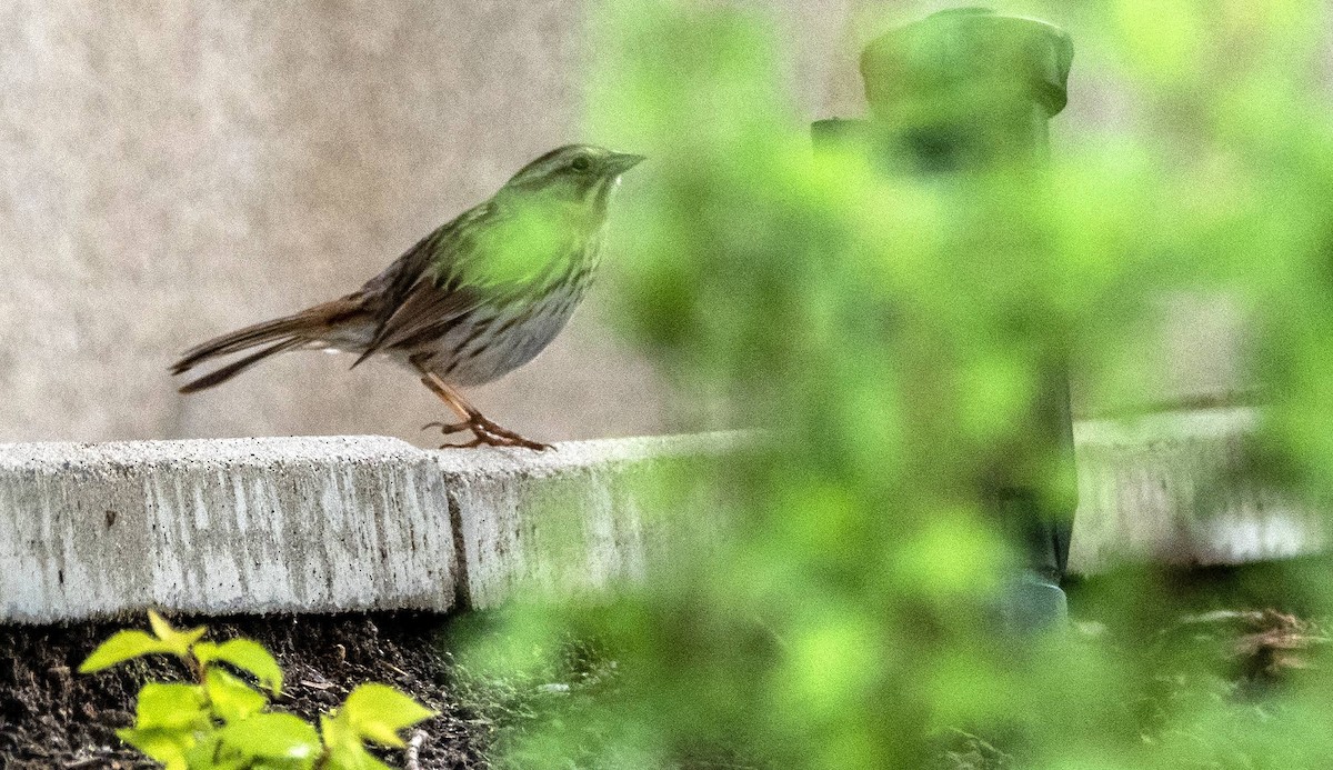 Song Sparrow - Matt M.