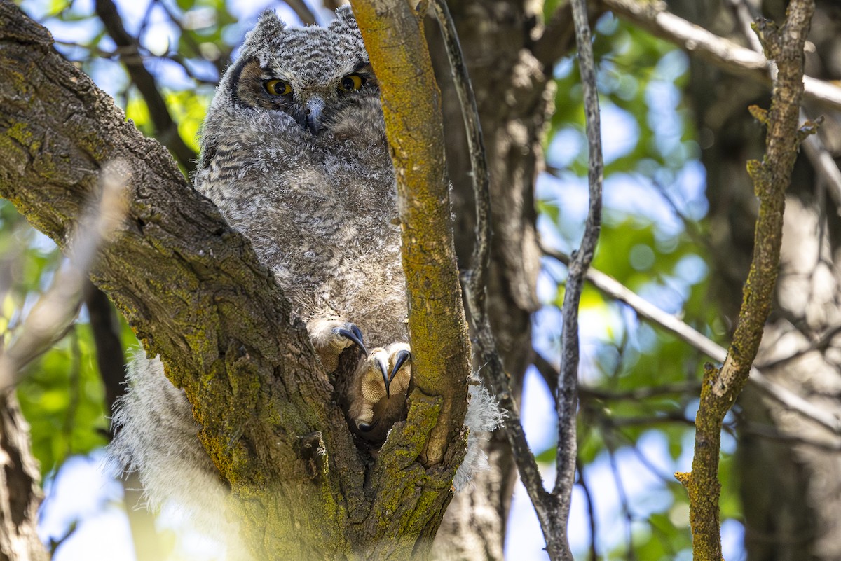 Great Horned Owl - Jef Blake