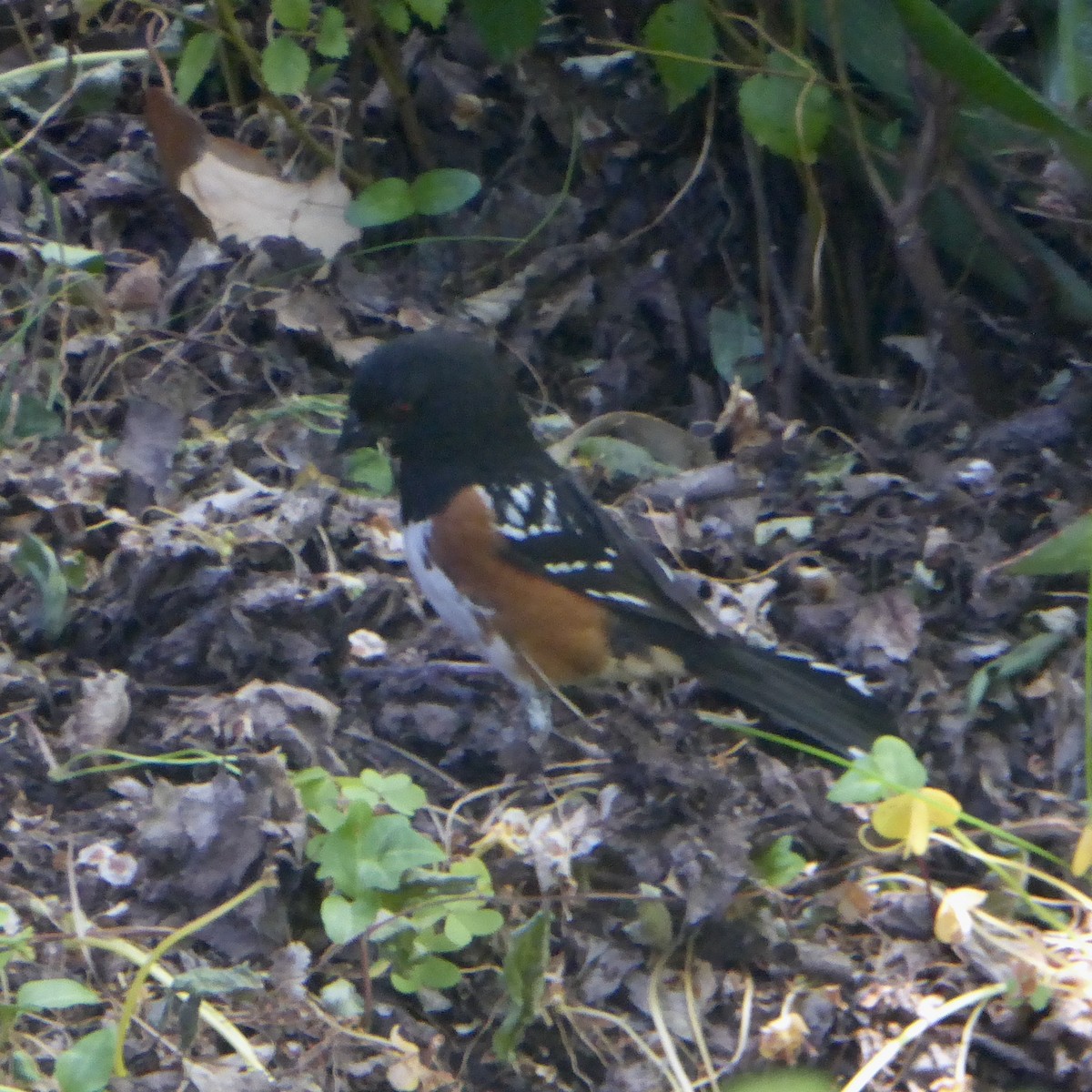 Spotted Towhee - Anonymous