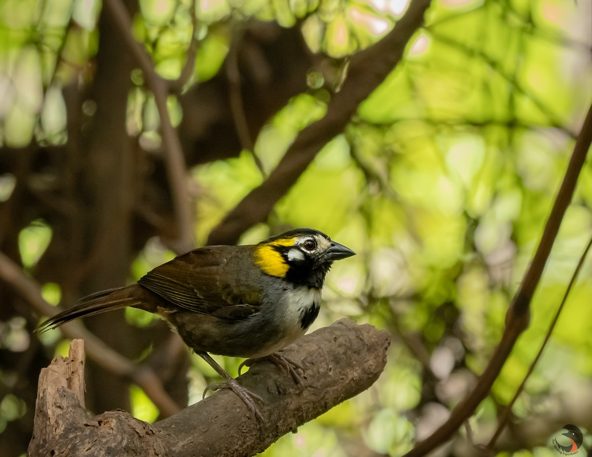 White-eared Ground-Sparrow - David Rodríguez Arias