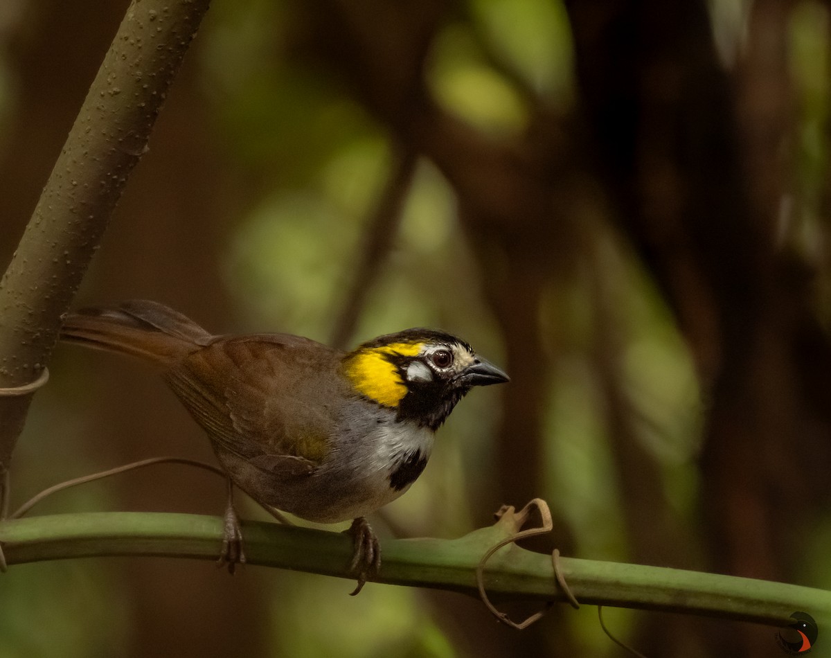 White-eared Ground-Sparrow - David Rodríguez Arias