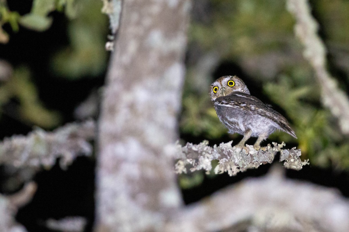 Elf Owl - William Clark