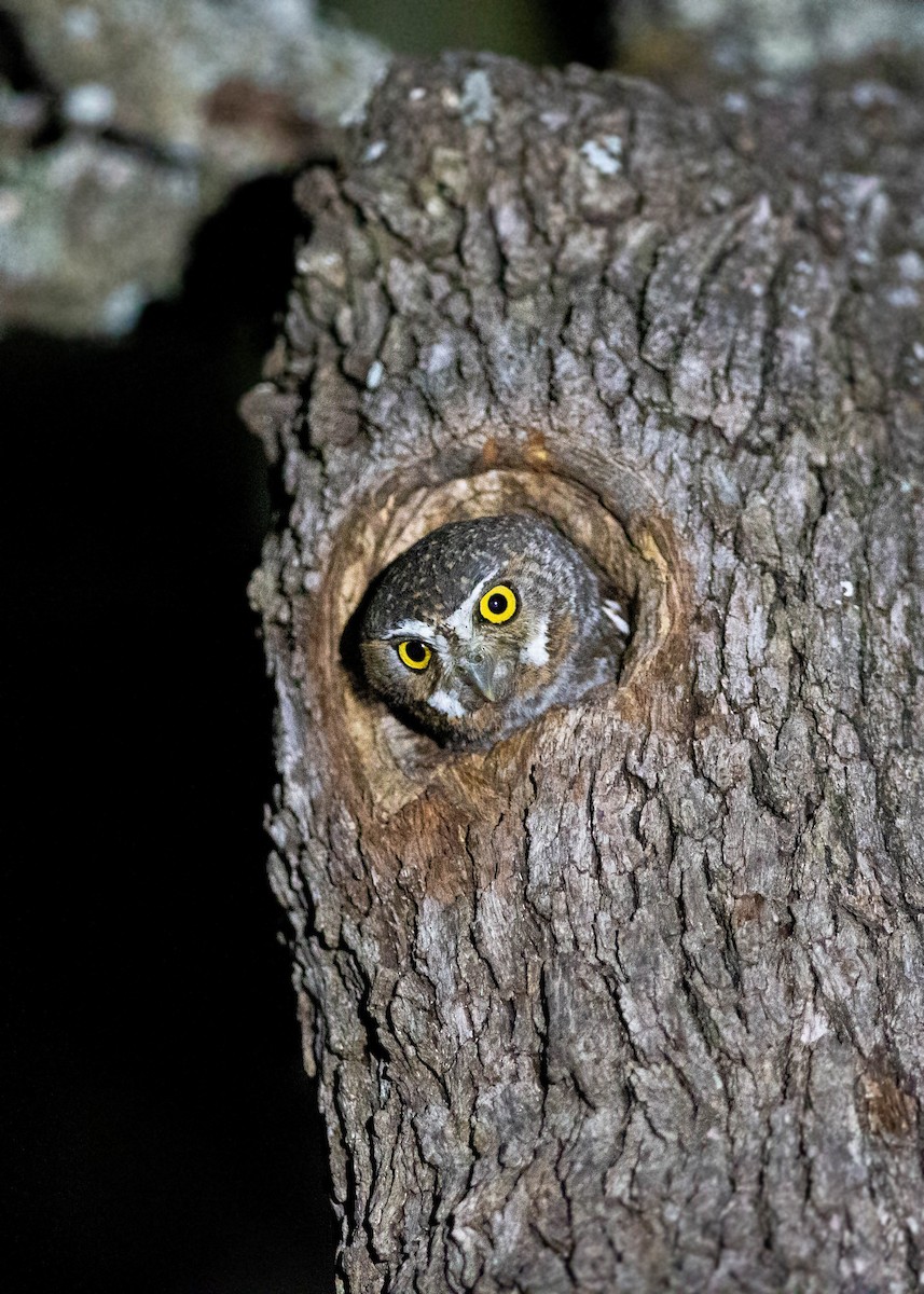 Elf Owl - William Clark