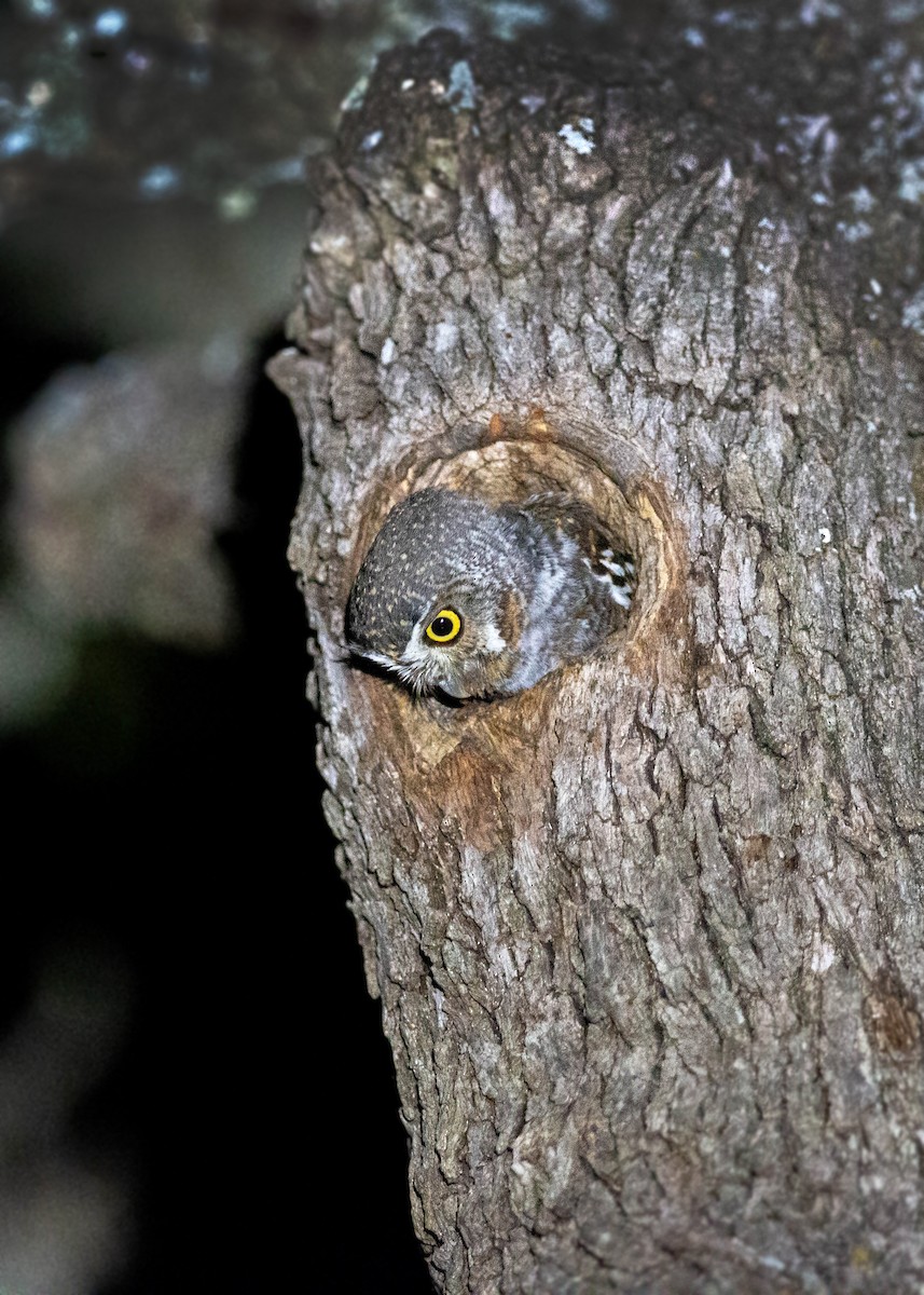 Elf Owl - William Clark