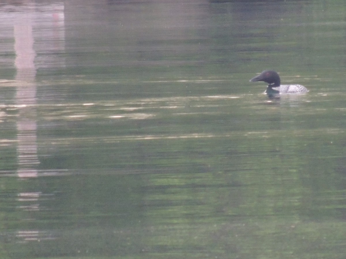 Common Loon - Glenn Knoblock