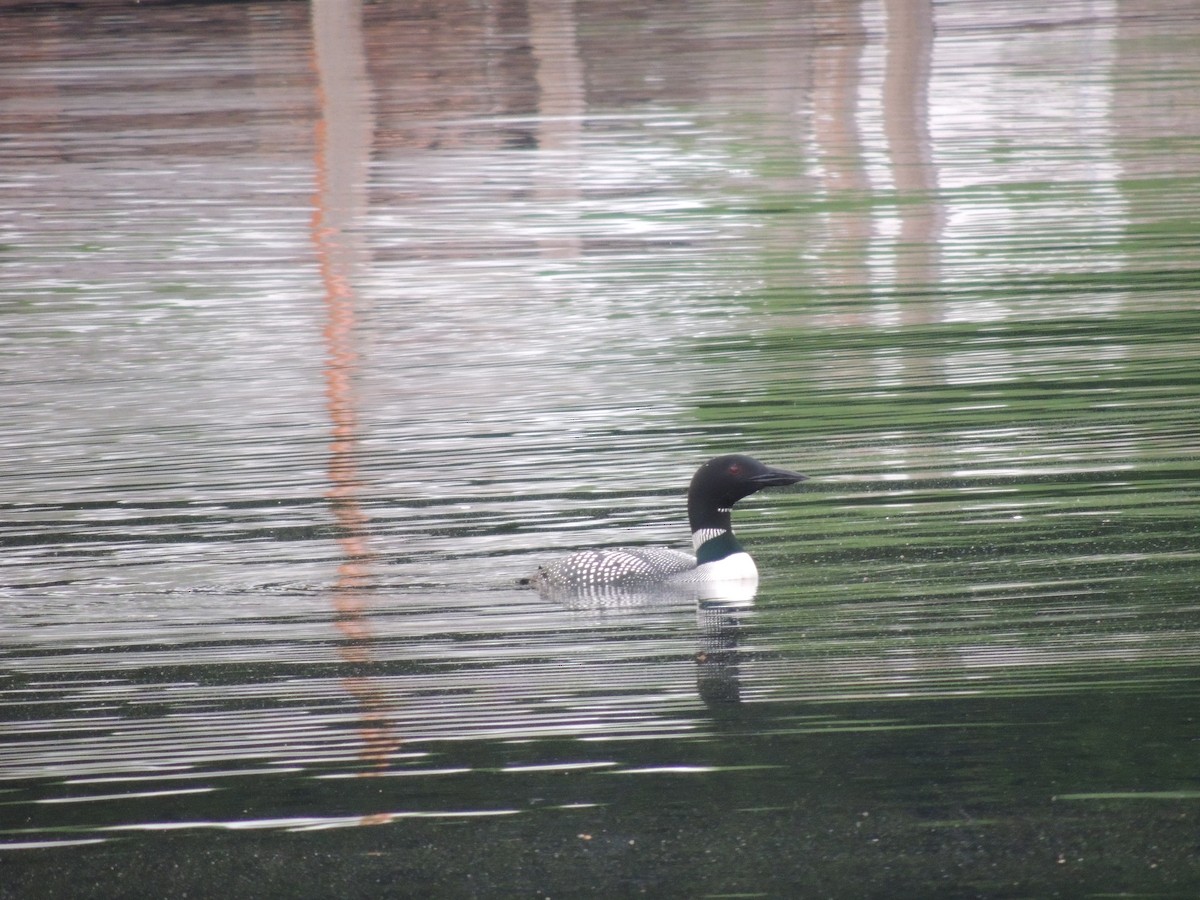 Common Loon - Glenn Knoblock