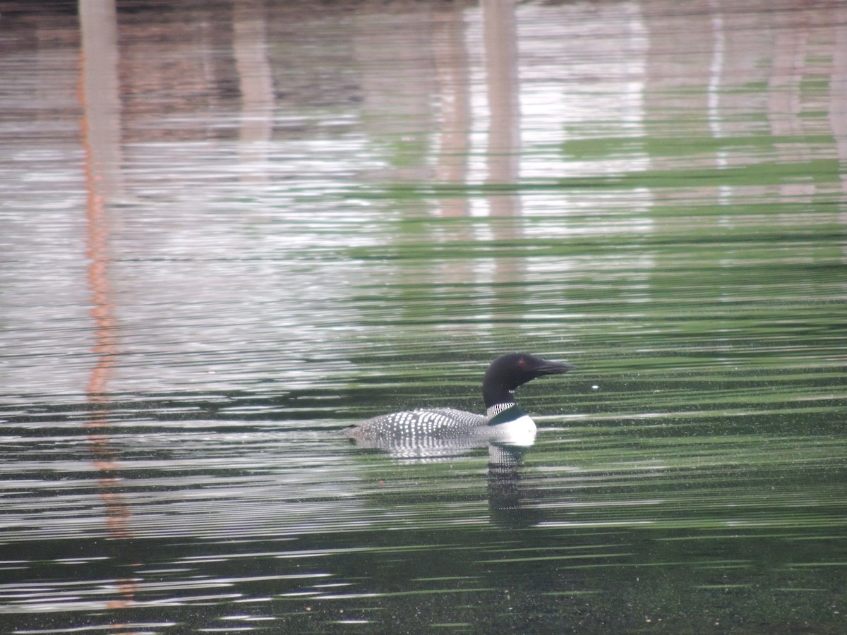 Common Loon - Glenn Knoblock