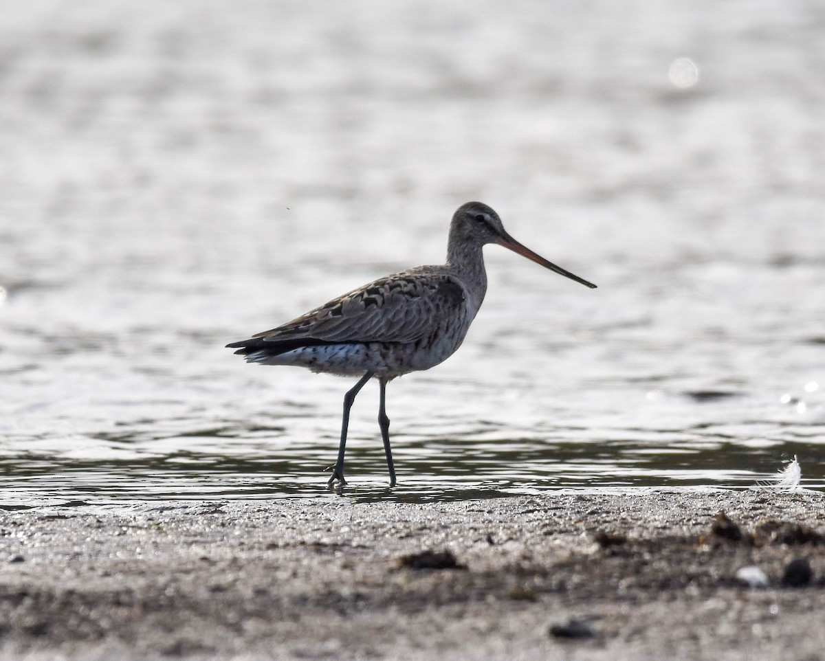 Hudsonian Godwit - Lawrence Grennan