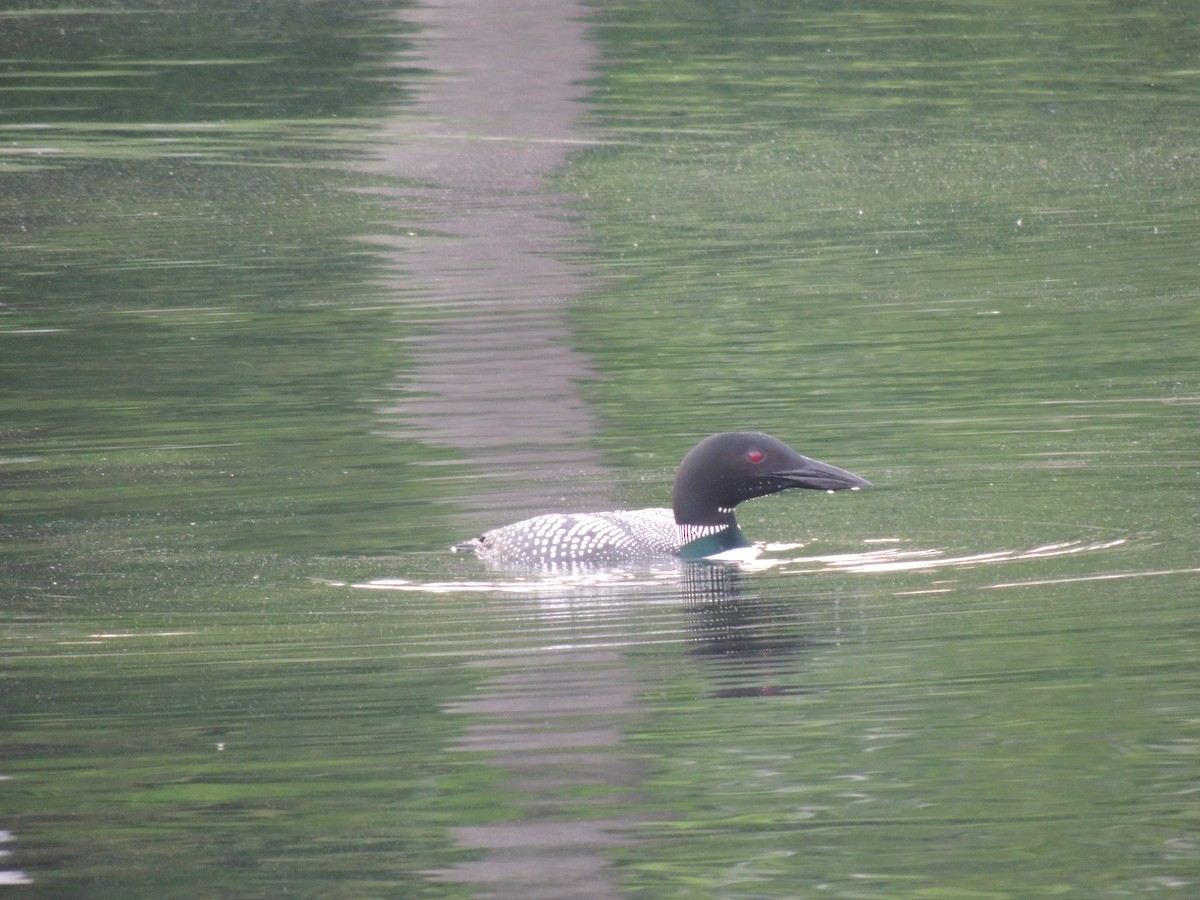 Common Loon - Glenn Knoblock