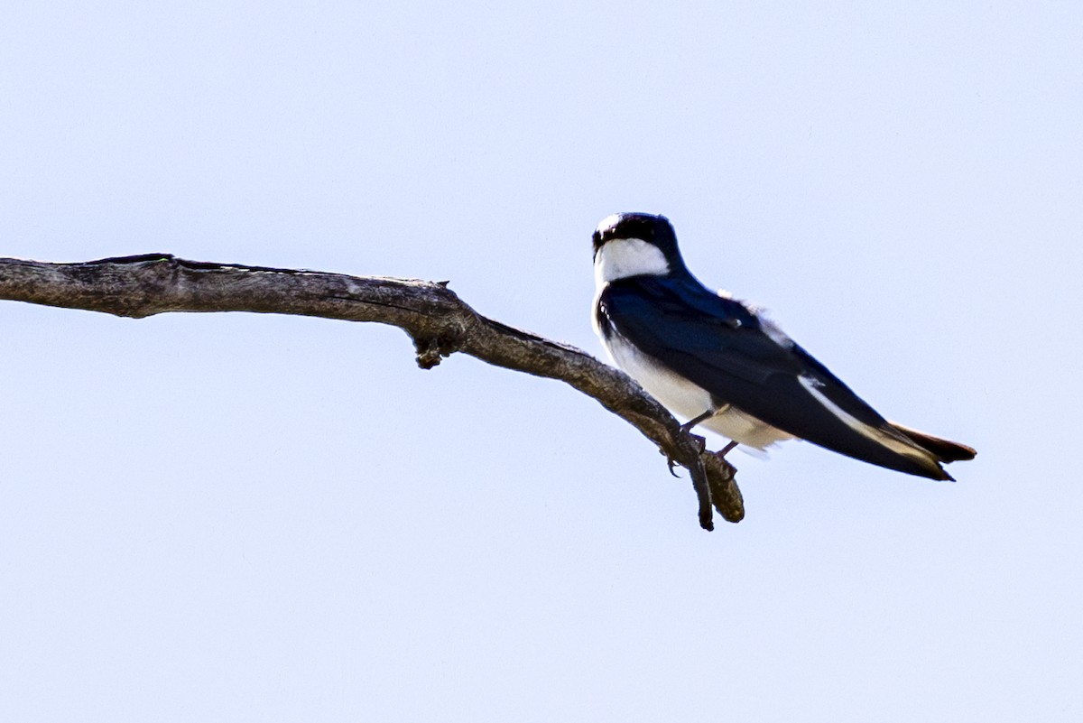 Tree Swallow - Jef Blake