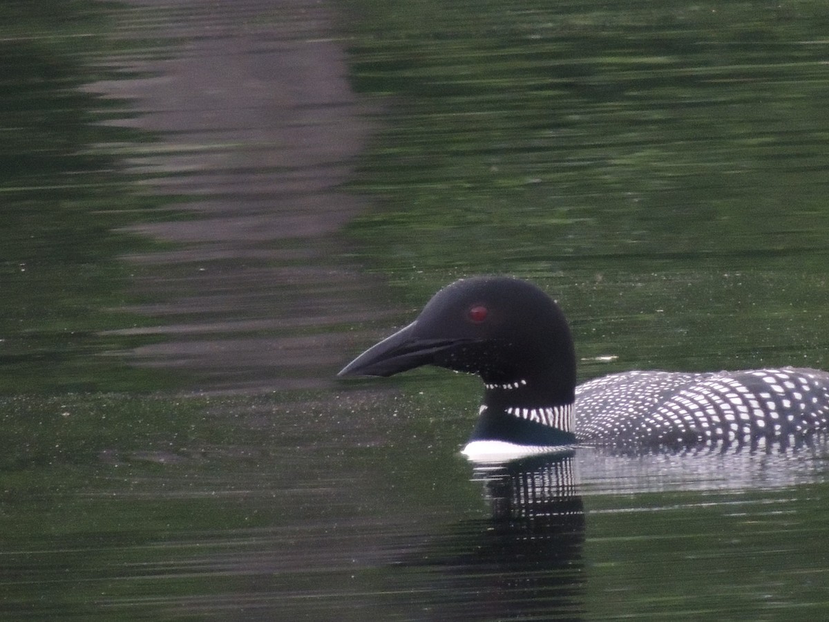 Common Loon - Glenn Knoblock