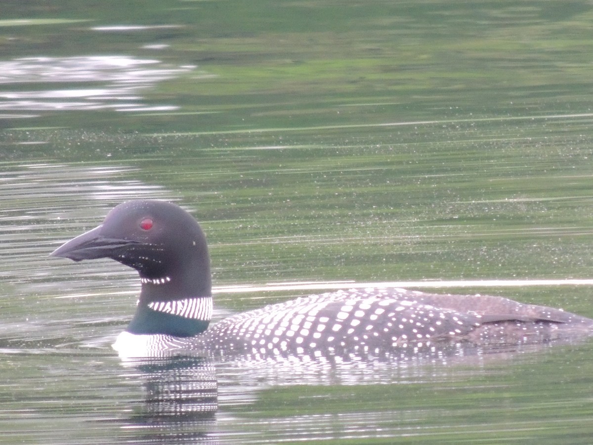 Common Loon - Glenn Knoblock