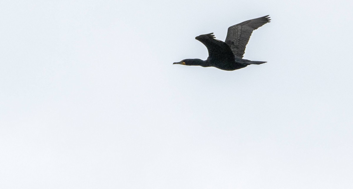 Double-crested Cormorant - Matt M.