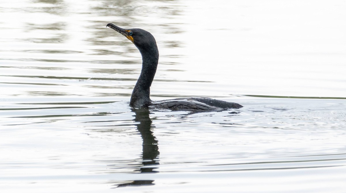 Double-crested Cormorant - ML619509559