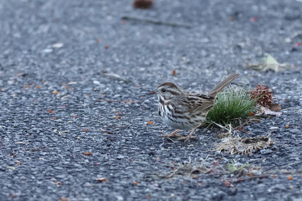 Song Sparrow - Peyton Stone