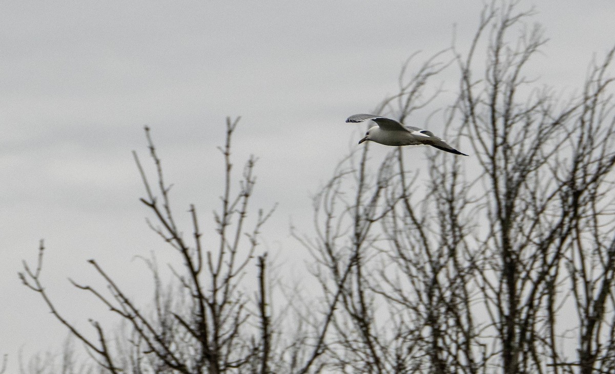 Ring-billed Gull - Matt M.