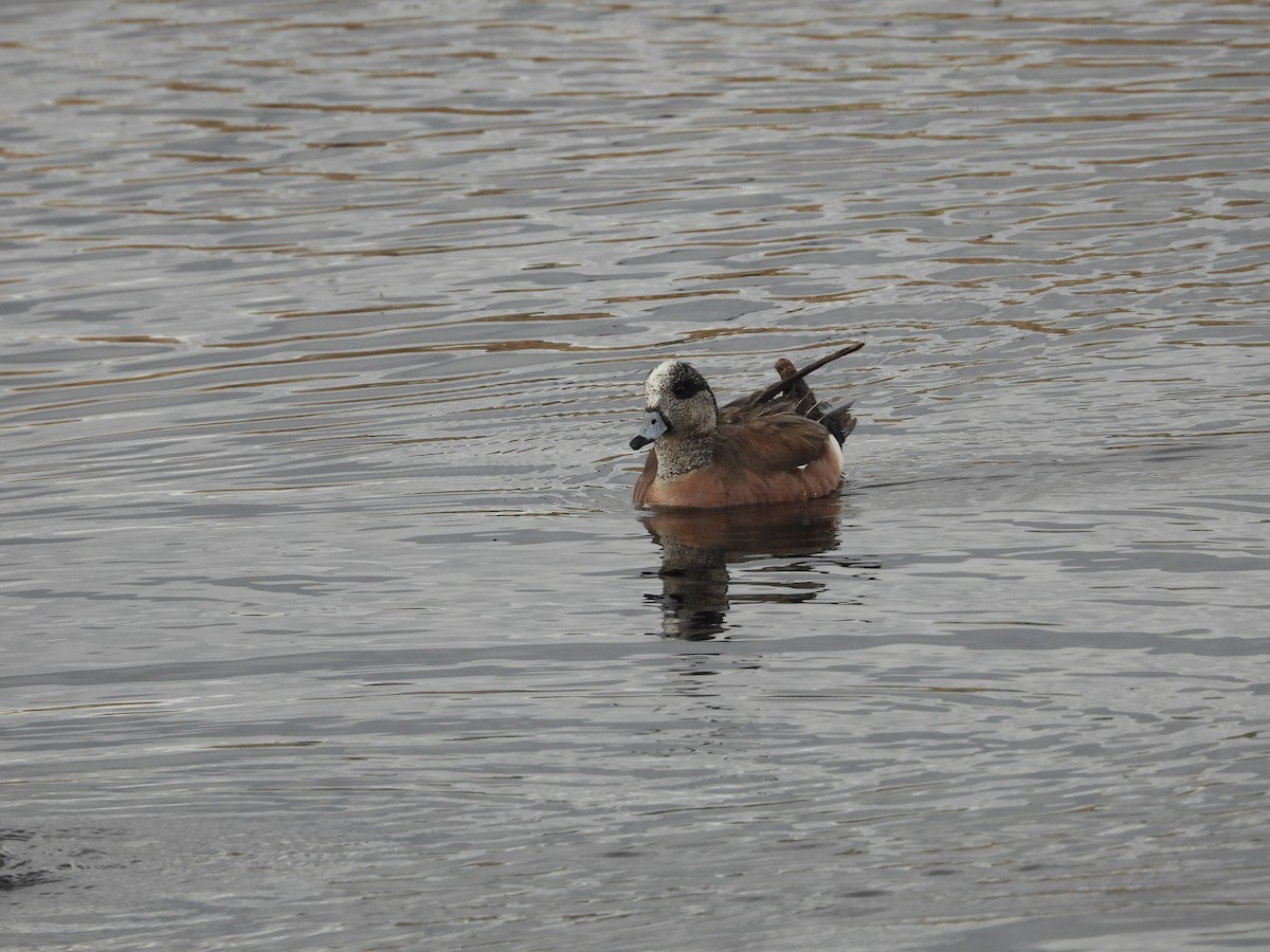 American Wigeon - Gerard Nachtegaele