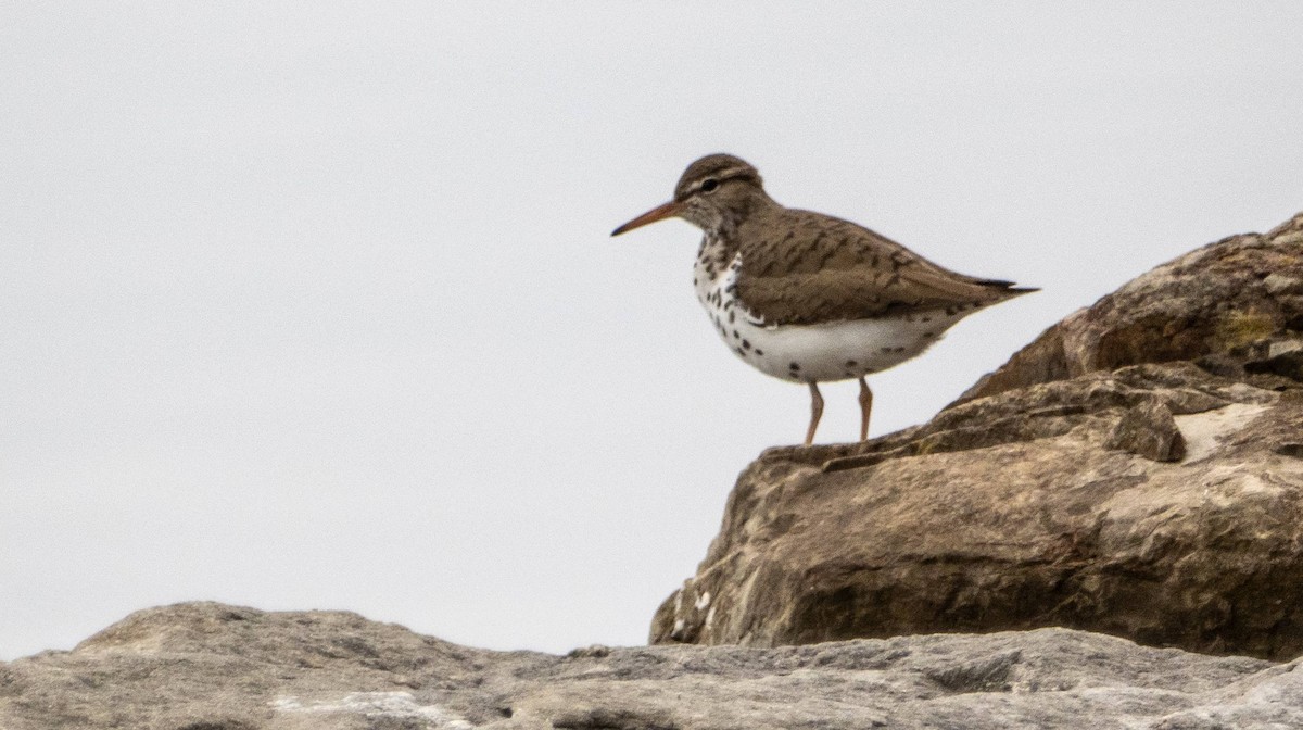 Spotted Sandpiper - Matt M.