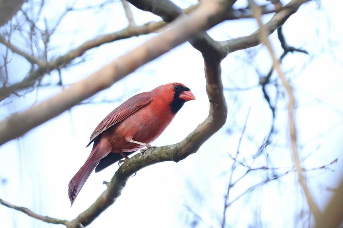 Northern Cardinal - Peyton Stone