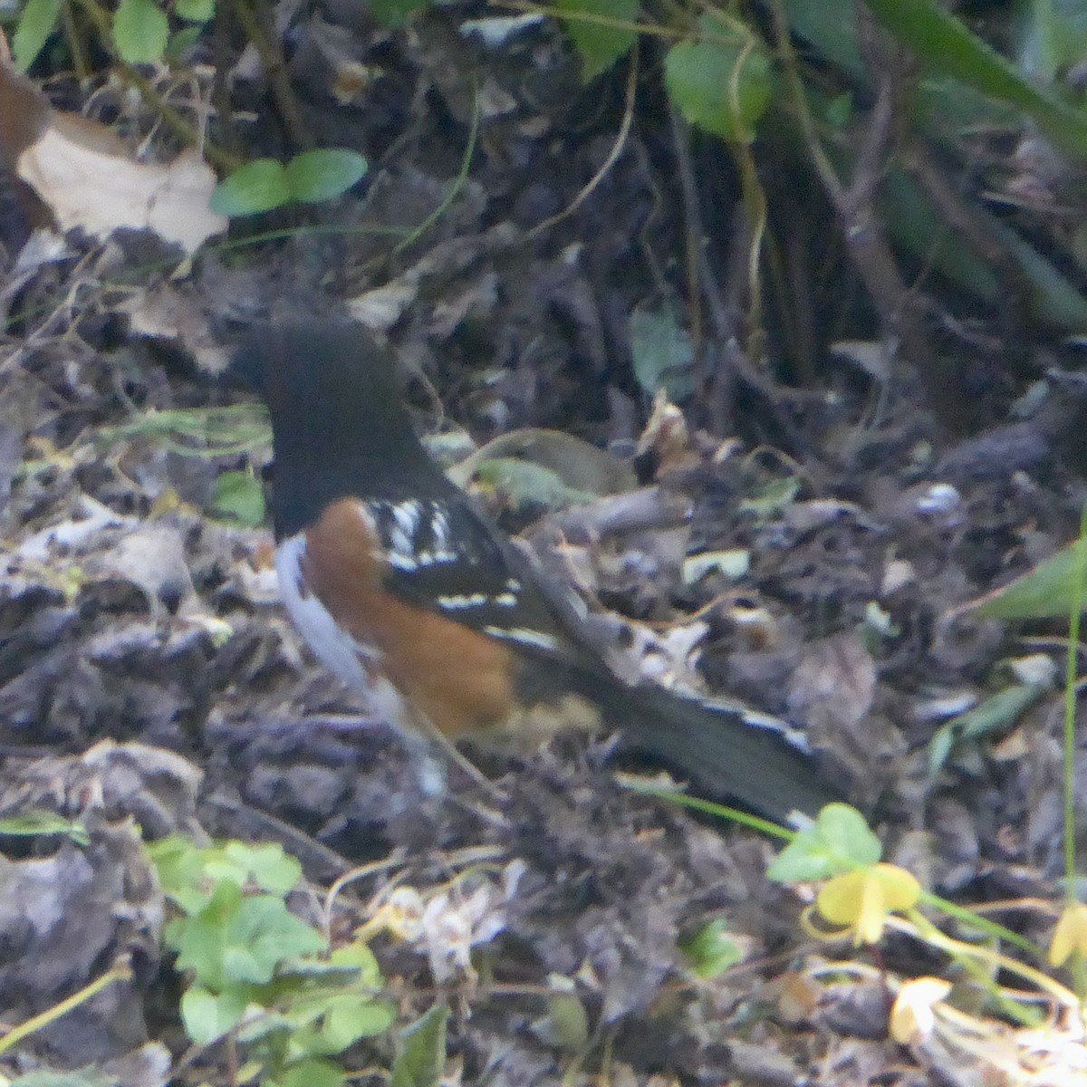 Spotted Towhee - Anonymous