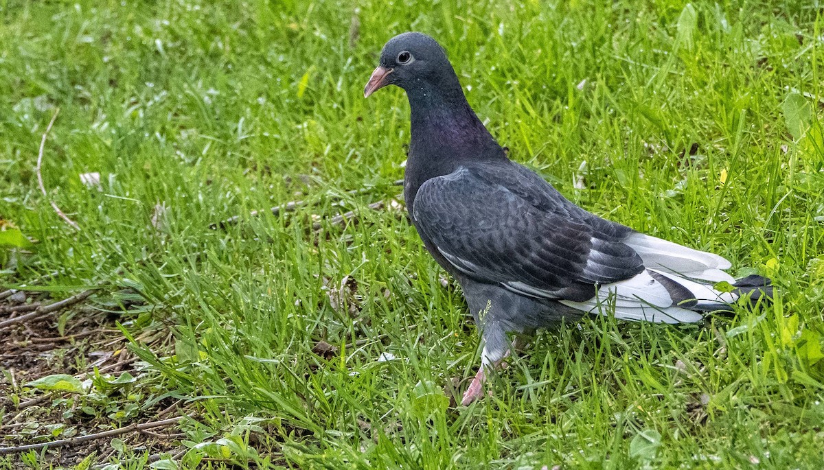 Rock Pigeon (Feral Pigeon) - Matt M.