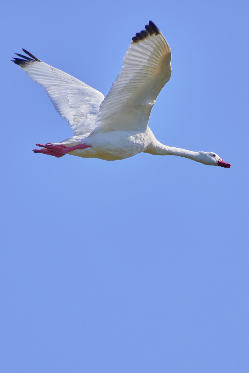 Coscoroba Swan - Angélica  Abarca