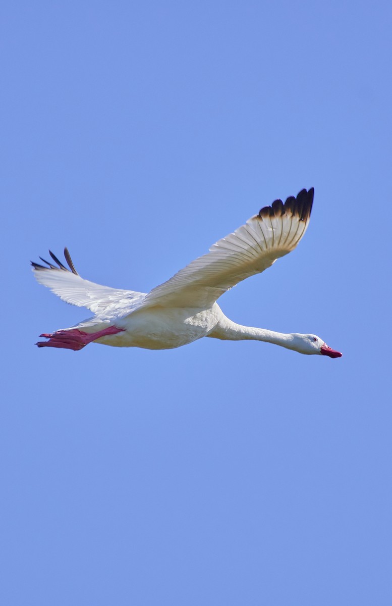 Coscoroba Swan - Angélica  Abarca