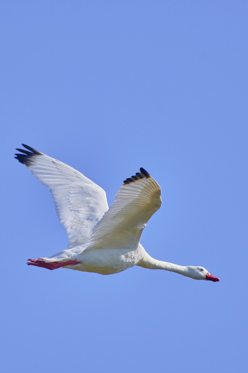 Coscoroba Swan - Angélica  Abarca