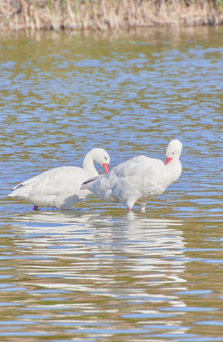 Coscoroba Swan - Angélica  Abarca