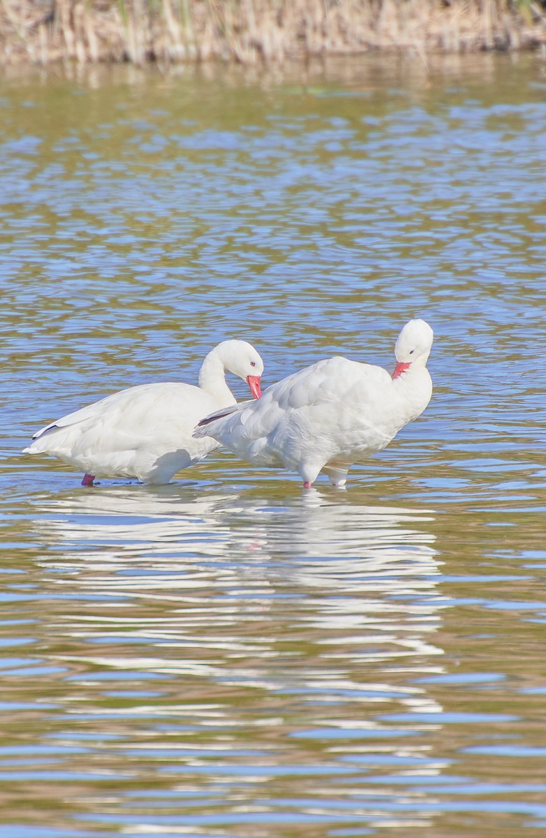 Coscoroba Swan - Angélica  Abarca