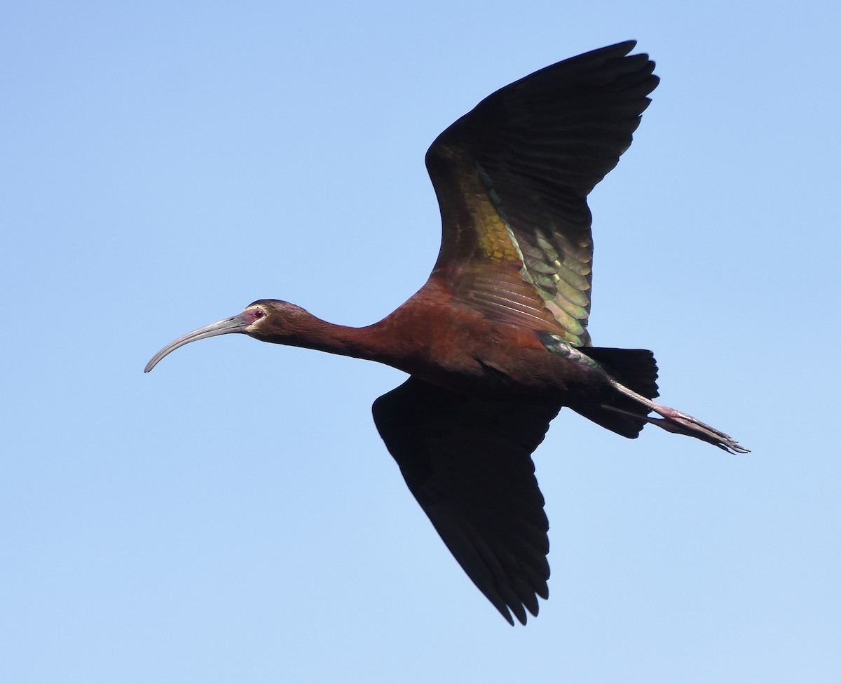 White-faced Ibis - Erik Johnson