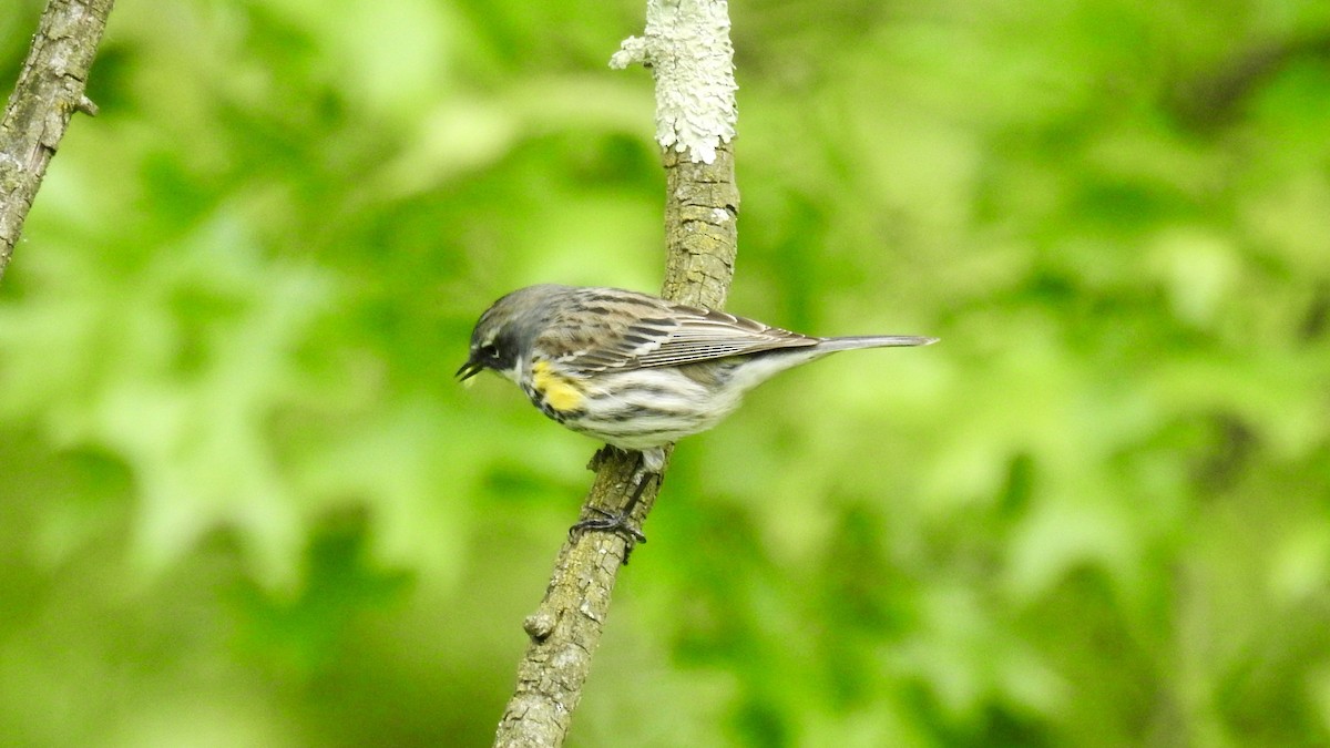 Yellow-rumped Warbler (Myrtle) - Keith Eric Costley