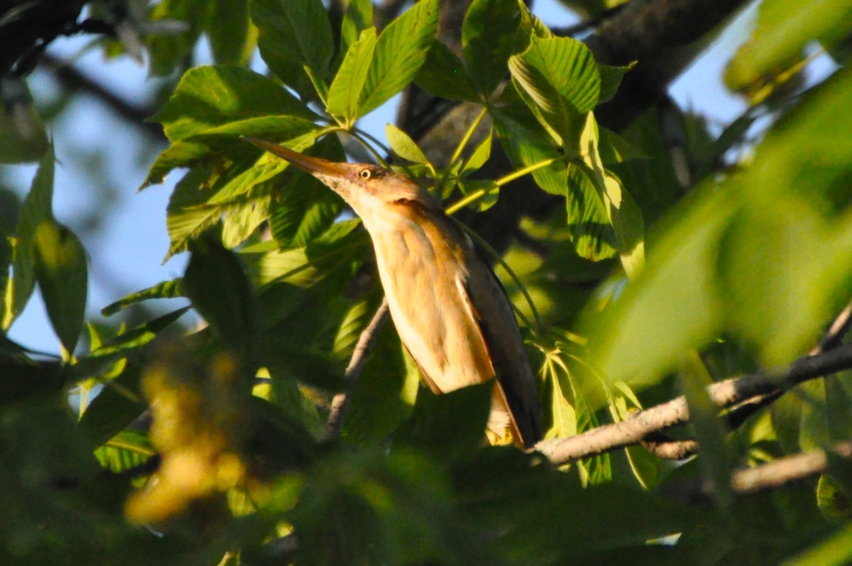 Least Bittern - ML619509599