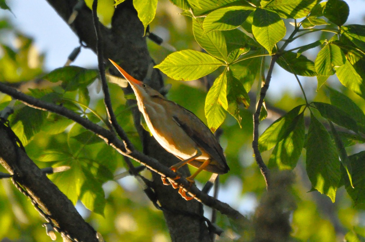 Least Bittern - ML619509600