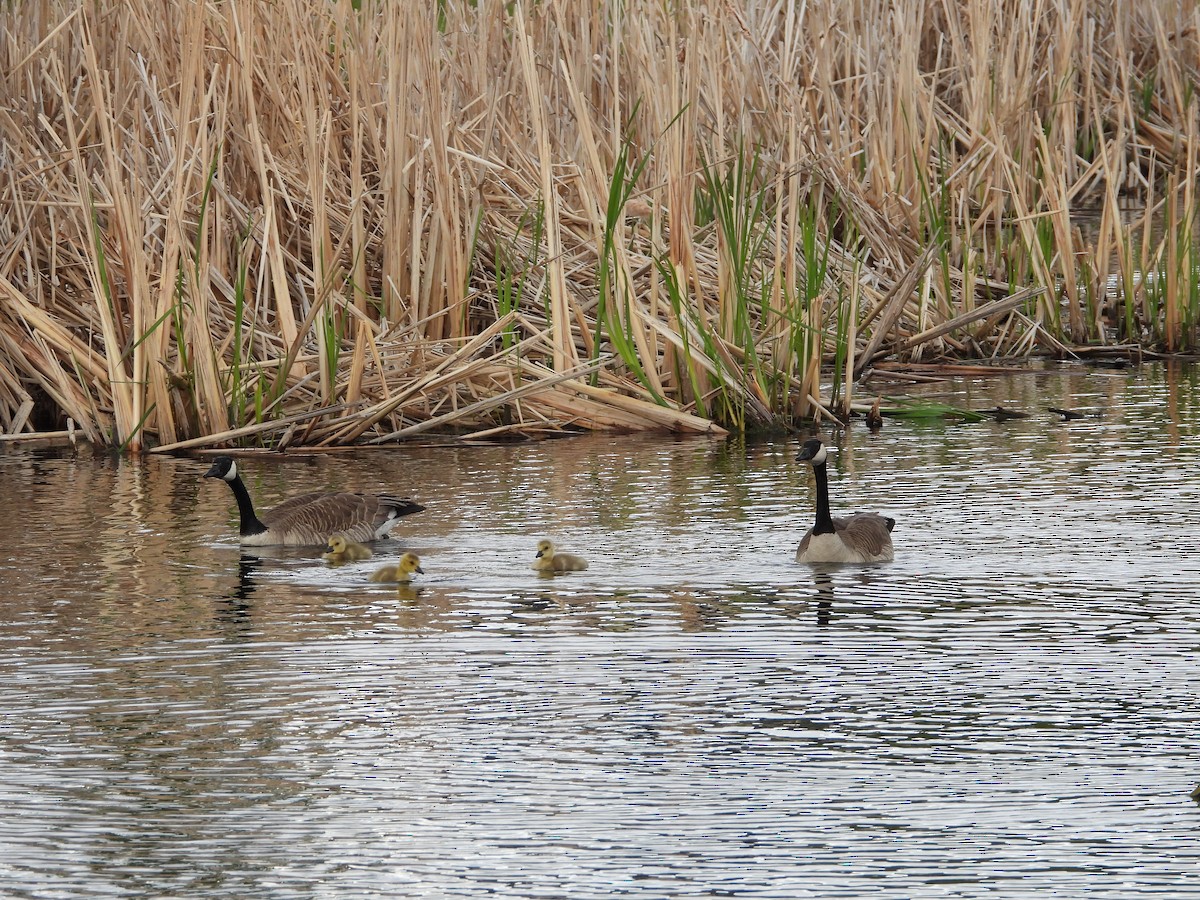 Canada Goose - Gerard Nachtegaele