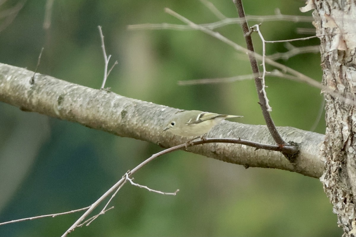 Ruby-crowned Kinglet - Peyton Stone