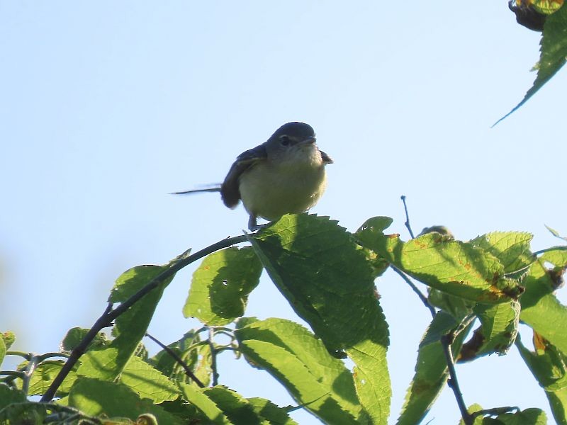 Bell's Vireo - Tracy The Birder