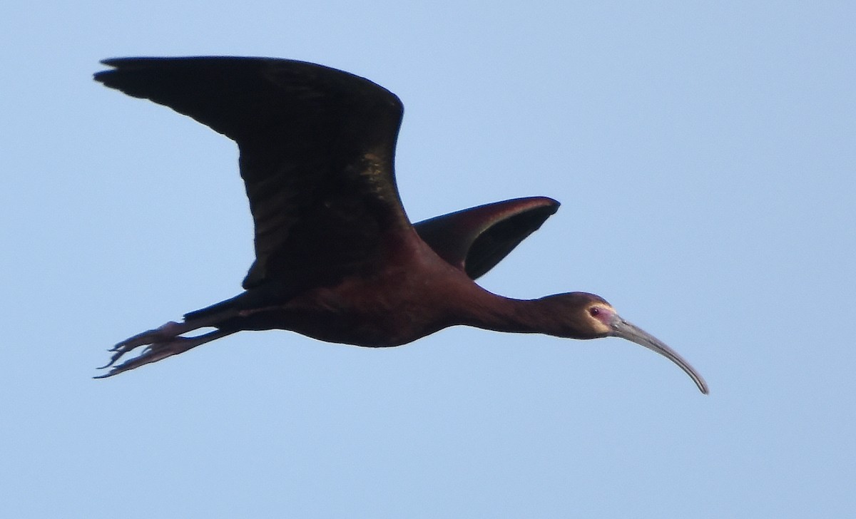 Ibis à face blanche - ML619509609