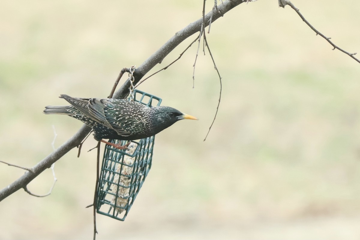 European Starling - Peyton Stone