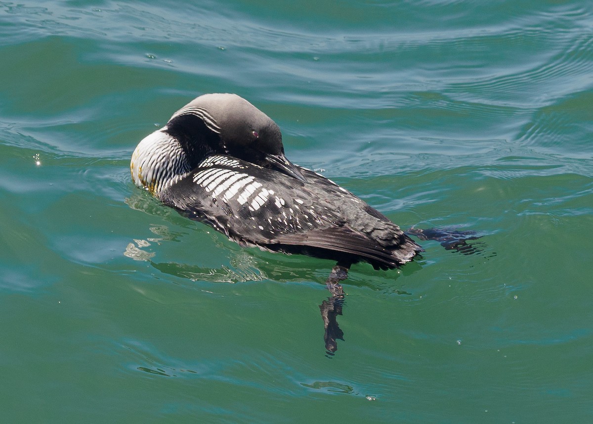 Pacific Loon - Grace Sanchez