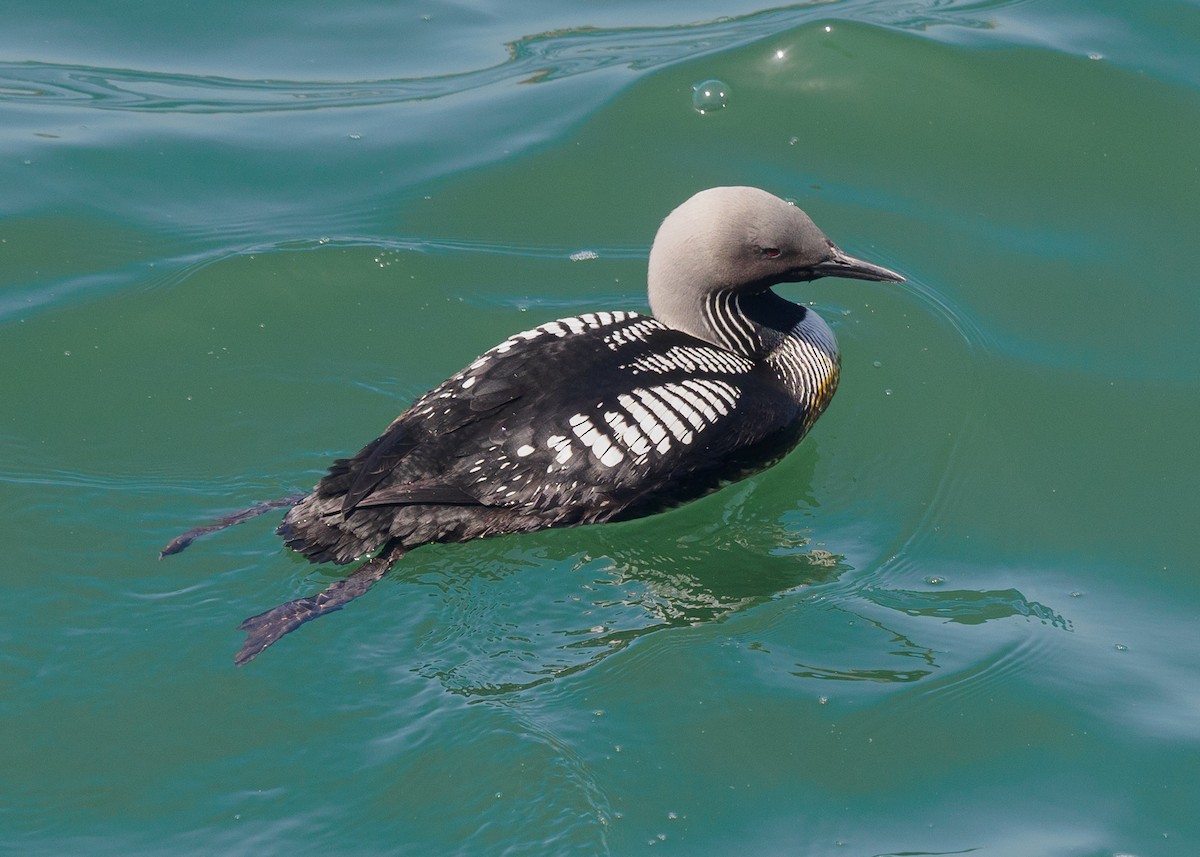 Pacific Loon - Grace Sanchez